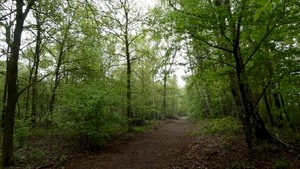 Senioren/IVN-wandeling door het Brestbosch