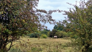 Wandeling in het unieke Maasheggengebied met als thema 