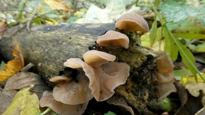 Paddenstoelenwandeling op de Hondsbergen
