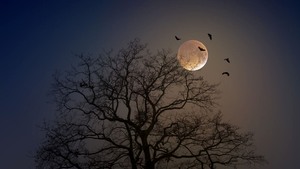 Donker waar het kan en licht waar het moet!