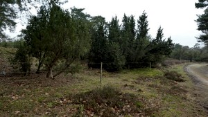 Winterwandeling in de Boschhuizerbergen
