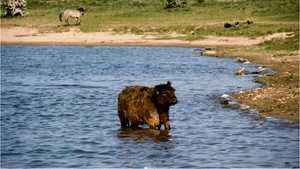 Natuurwandeling Bisonbaai