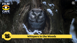 Filmcafe Grave: Whispers in the woods