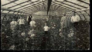 Een familiegeschiedenis in rozen