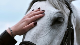 Paard