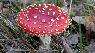 Paddenstoelenwandeling
