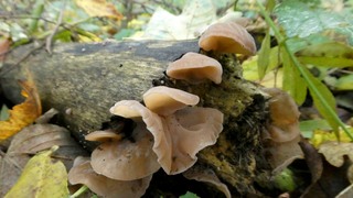Paddenstoelenwandeling