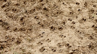 Speuren naar sporen op Tongelaar