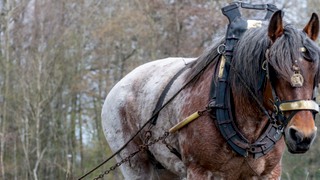 De geschiedenis van het trekpaard