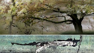 Ineke van Middelkoop