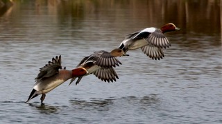 Een vogelexcursie bij de Kraaijenbergse Plassen