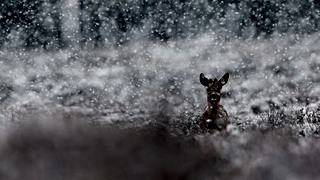 Winter op Zevenhutten