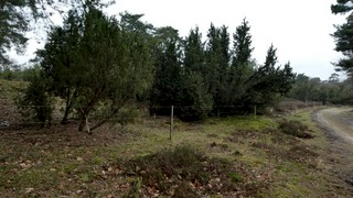 Winterwandeling in de Boschhuizerbergen