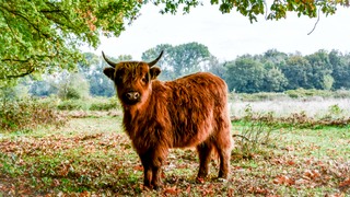 40 foto natuur de Kuilen.jpg
