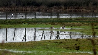 Een natuurwandeling in de Natuurparel de Vilt in Beugen