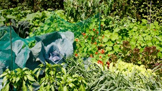 Moestuinplantenmarkt