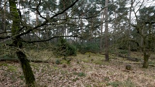 Staatsbossen in winterkleding