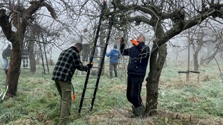 Leer fruitbomen snoeien met Historisch Groen Grave