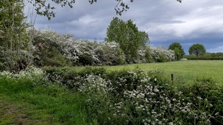 De Maasheggen na het NK