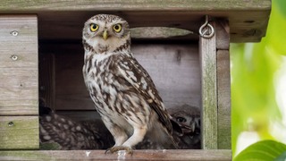 Lezing over uilen en hun beschermers