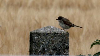 Vogels spotten op De Vilt