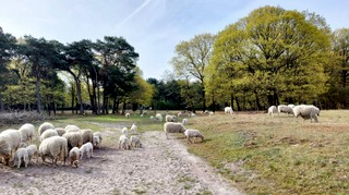 Schaapscheerdersfeest 2026