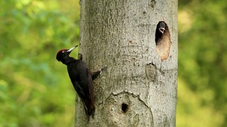 Wandeling 'Rondje Tongelaar'