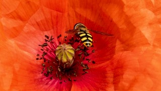 Wandelen met al je zintuigen op Landgoed Tongelaar