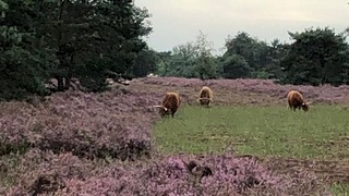IVN-Natuurwandeling op de Molenseheide in Sint Hubert