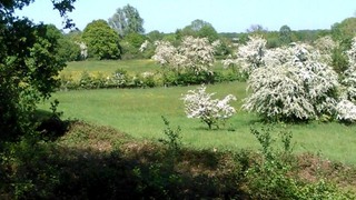 Het voorjaar begint met bloeiende Maasheggen!