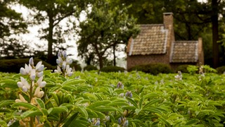 witte lupine op Landgoed Tongelaar
