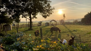 Dierenweide zon