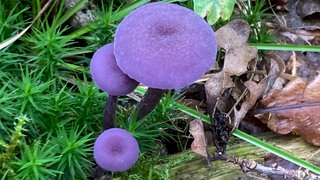 Een lezing over de boeiende wereld van Paddenstoelen en Schimmels