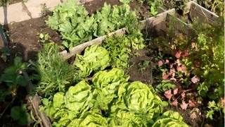 cursus Biologisch Moestuinieren