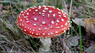 Paddenstoelenwandeling