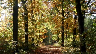 Speuren naar paddenstoelen
