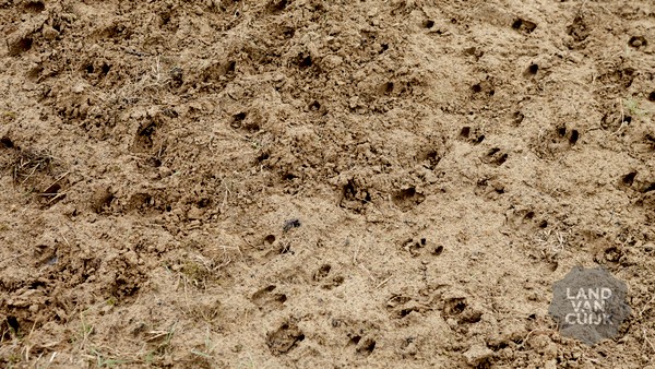 Speuren naar sporen op Tongelaar