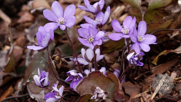 Stinzen- en voorjaarsbloeiers voor de tuin
