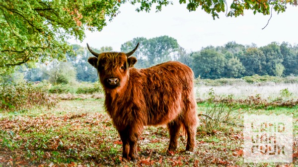 40 foto natuur de Kuilen.jpg