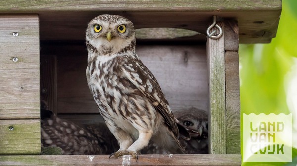 Lezing over uilen en hun beschermers
