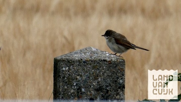Vogels spotten op De Vilt