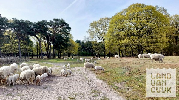 Schaapscheerdersfeest 2026