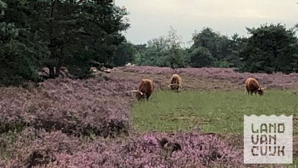 IVN-Natuurwandeling op de Molenseheide in Sint Hubert