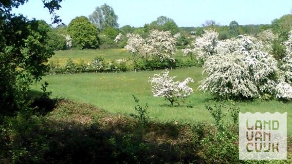 Het voorjaar begint met bloeiende Maasheggen!