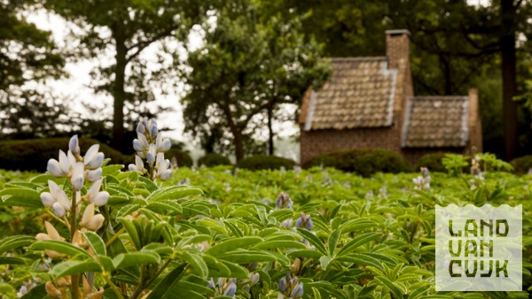 witte lupine op Landgoed Tongelaar