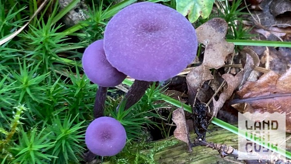 Een lezing over de boeiende wereld van Paddenstoelen en Schimmels