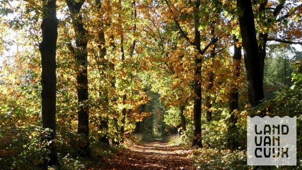 Speuren naar paddenstoelen