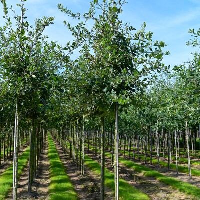 Boomkwekerij Marcel Heiming