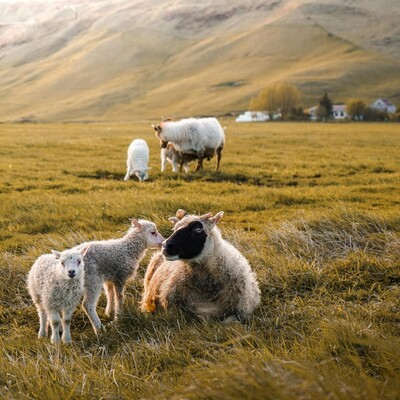 IJslandse Wol en meer