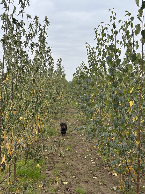 R&R van Rens Boomkwekerijen